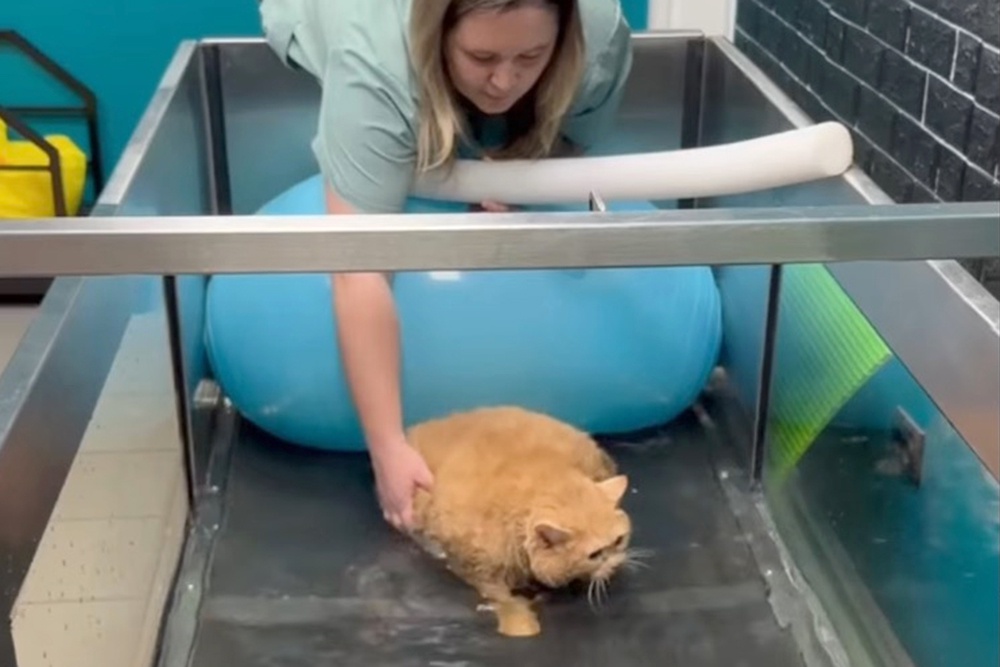 Кот крошик застрял в обувнице. Кот крошик застрял в обувнице