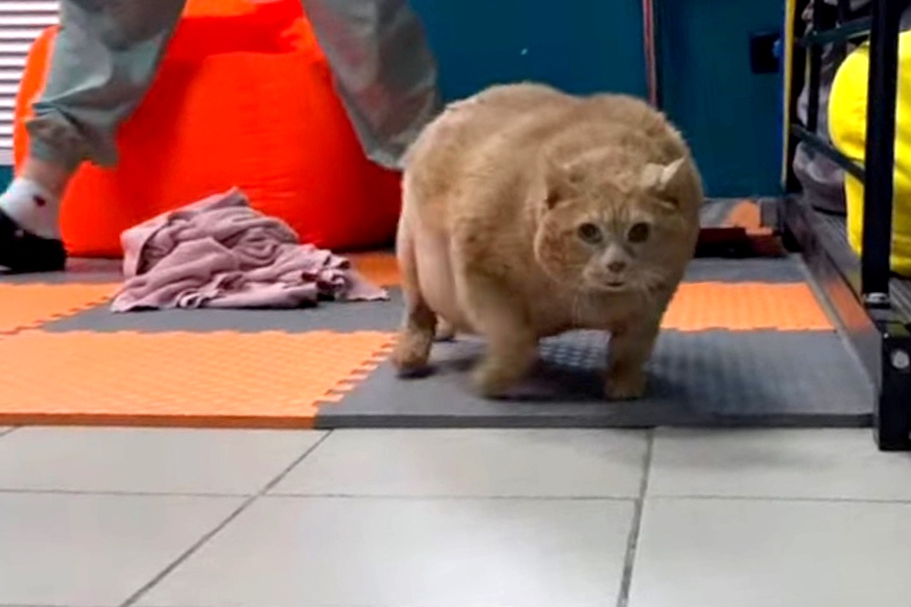 Кот крошик застрял в обувнице. Кот крошик застрял в обувнице
