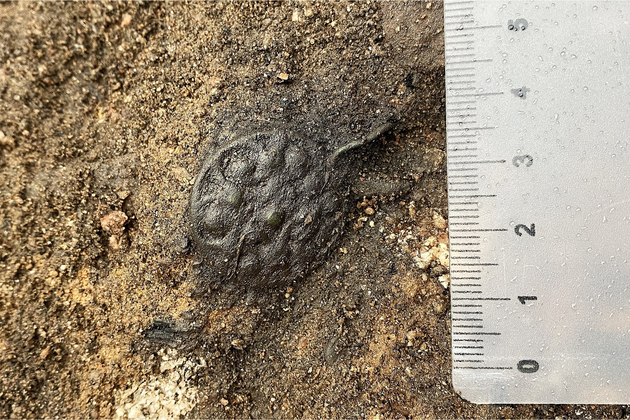 Под Торопцем археологи раскопали укрепленный город, которому более тысячи лет.