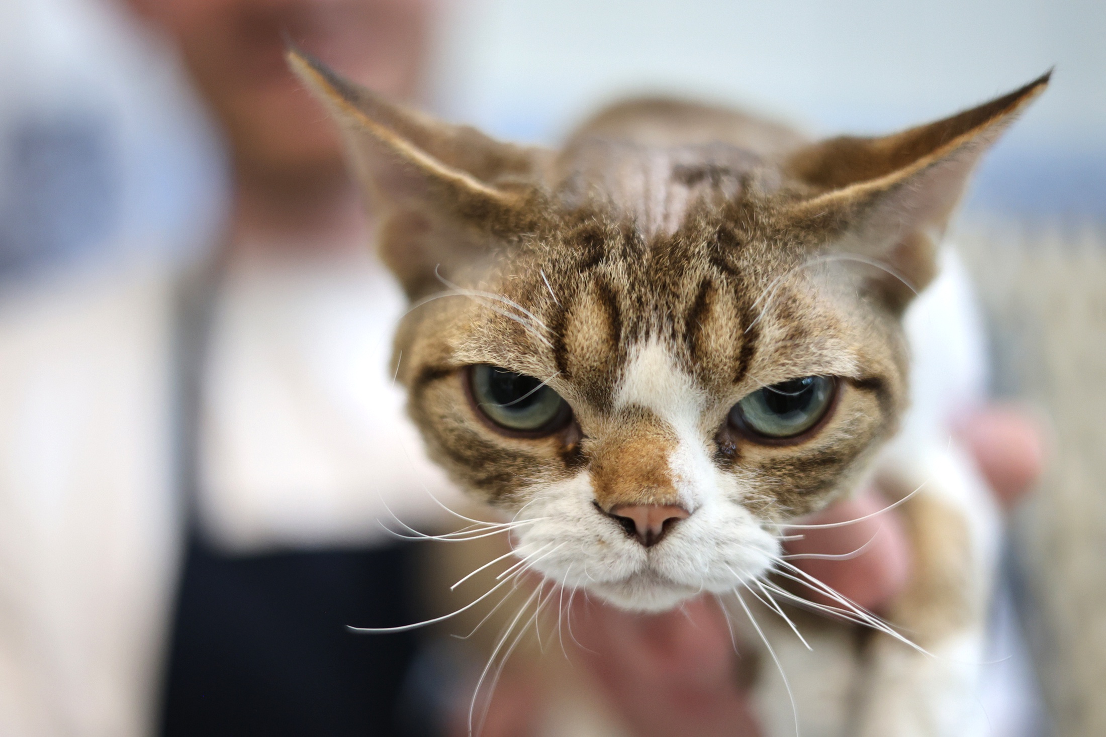 Россия заняла третье место в мире по числу домашних кошек